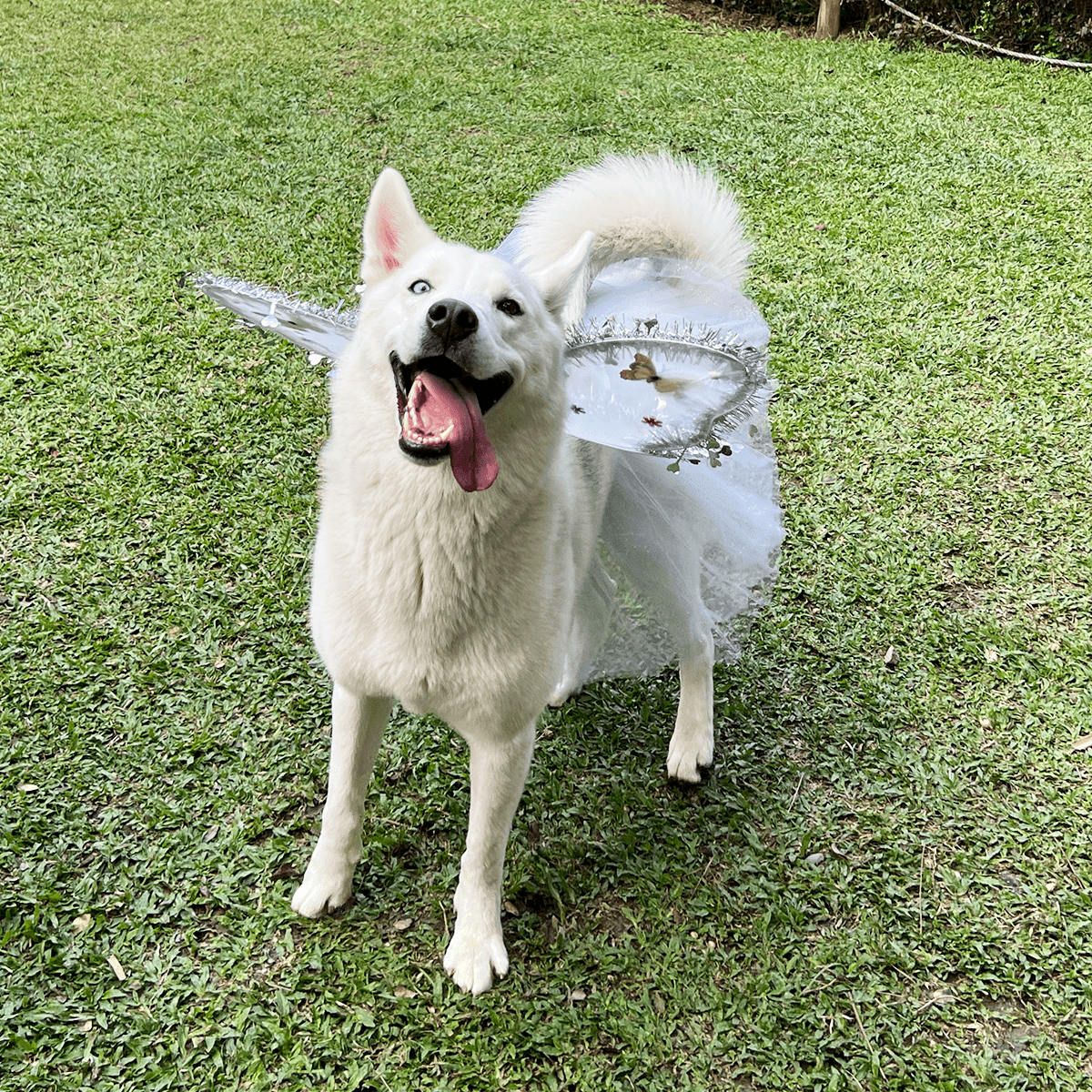 DISFRAZ PARA MASCOTA DE ANGEL BLANCO 🪽🐶