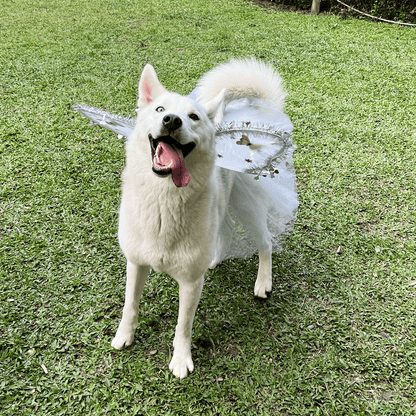 DISFRAZ PARA MASCOTA DE ANGEL BLANCO 🪽🐶