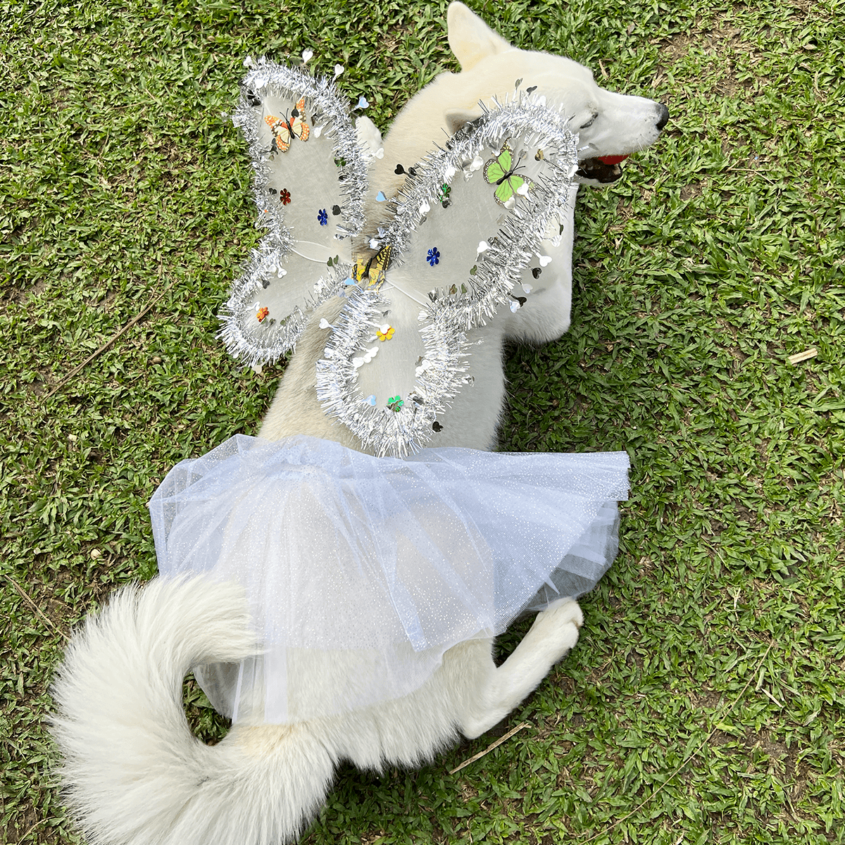 Selected Variant Image