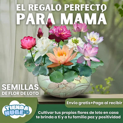 SEMILLAS FLOR DE LOTO+GUIA PASO A PASO PARA CULTIVAR