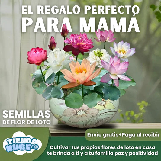 SEMILLAS FLOR DE LOTO+GUIA PASO A PASO PARA CULTIVAR