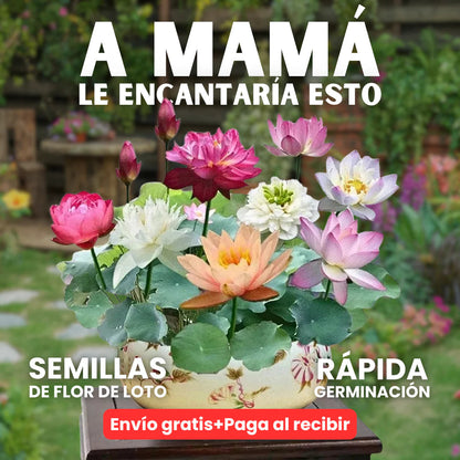 SEMILLAS FLOR DE LOTO+GUIA PASO A PASO PARA CULTIVAR